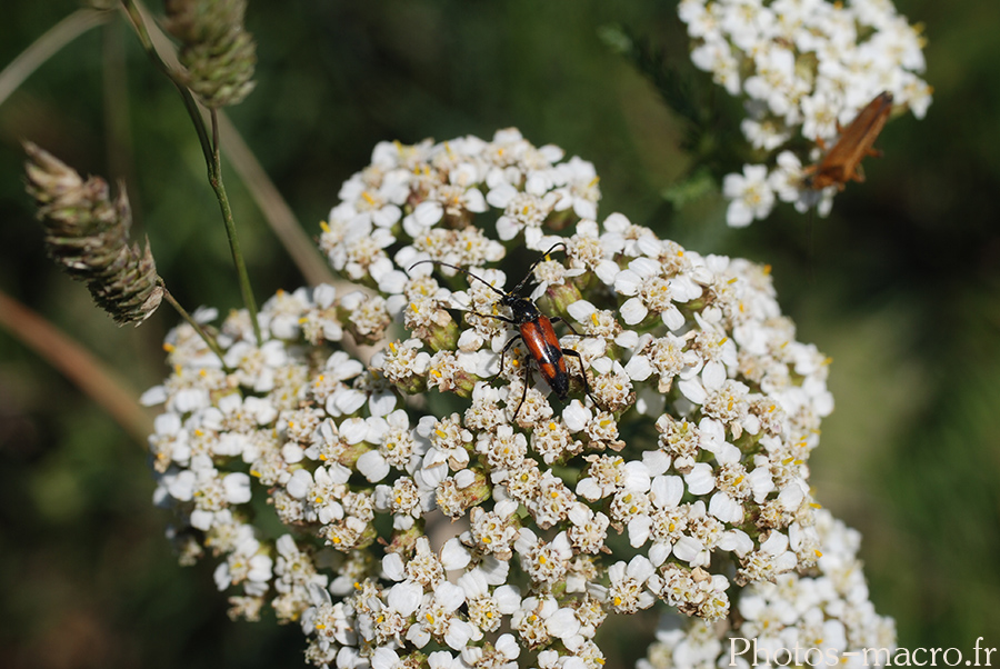 Leptura bifasciata-femelle